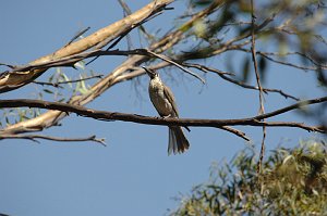 Friarbird, Noisy, 2008-01308616 Canberra, AU